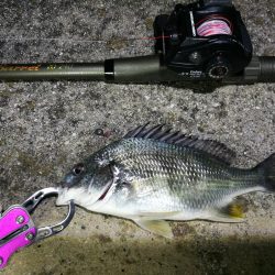 南港フェリーヘチ釣り落とし込み(懲りずに小キビレ釣ってます)