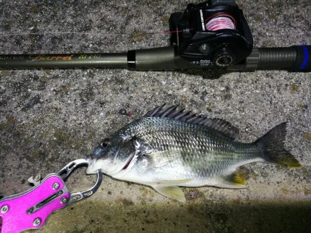 南港フェリーヘチ釣り落とし込み（懲りずに小…