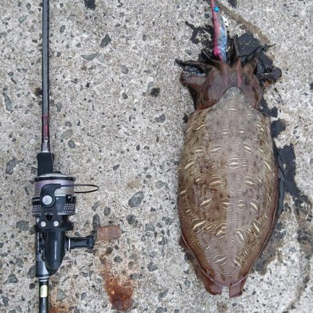 朝と夕方短時間エギング