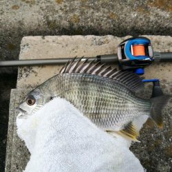 南港フェリーヘチ釣り（久々の朝マズメ行ってみた。）