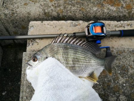 南港フェリーヘチ釣り（久々の朝マズメ行ってみた。）