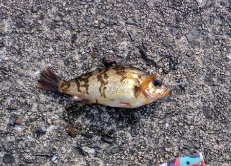 久しぶりの釣行