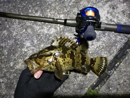 南港フェリーでヘチ釣り（久々の大ガシラ？タケノコ？）