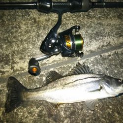 チニング&シーバス