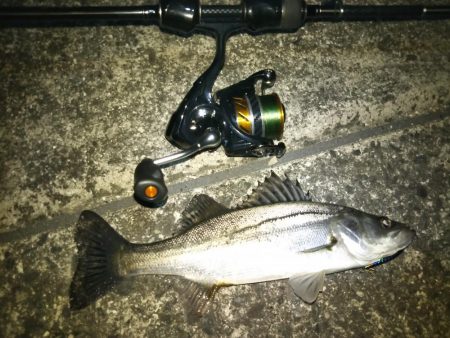 チニング&シーバス