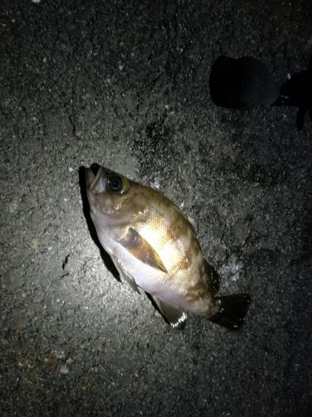 久々のカモメ大橋ヘチ釣り釣行(43cmキビレ他釣果有り!)