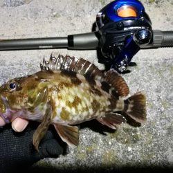 南港フェリーターミナルのヘチ釣り（小キビレ他釣果）