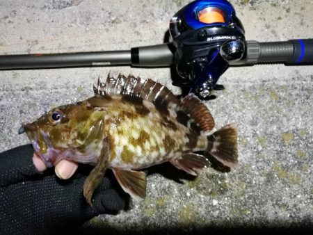 南港フェリーターミナルのヘチ釣り（小キビレ他釣果）