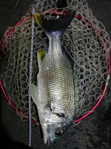 南港カモメのヘチ釣り（キビレチヌ：合計７匹…