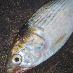 初めてコノシロ釣れました