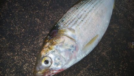 初めてコノシロ釣れました