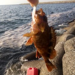 めばる調査のはずが、、