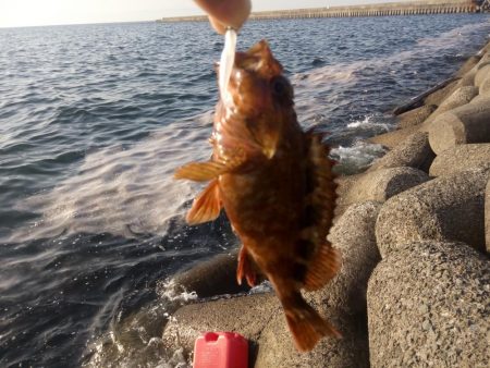 めばる調査のはずが、、