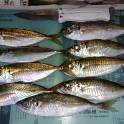 今年初アジング