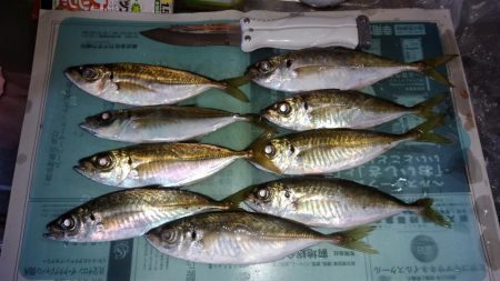 今年初アジング