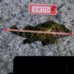 タチウオは失敗