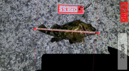 タチウオは失敗