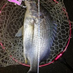 南港カモメ大橋釣行(頭42.5cmキビレチヌ他釣果有り