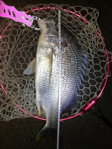 南港カモメ大橋釣行（頭42.5ｃｍキビレチ…