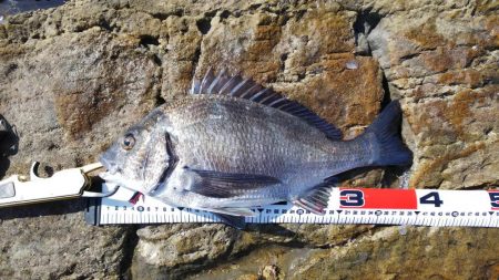 チニング40センチ、キス25センチ