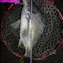 南港フェリーヘチ釣行(良型キビレチヌ(40cm,39cm)ガシラ2匹釣果)