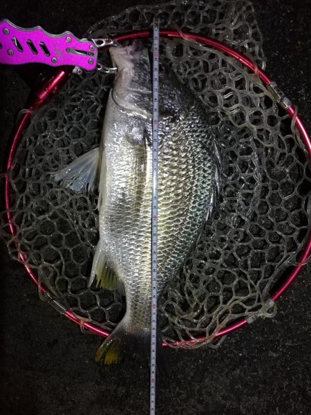 南港フェリーヘチ釣行（良型キビレチヌ（40…