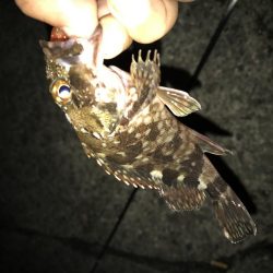 裏切らないガッシーが好き！