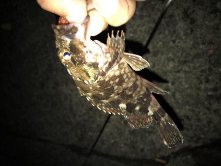 裏切らないガッシーが好き！