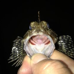 癒やしのガッシー2nd