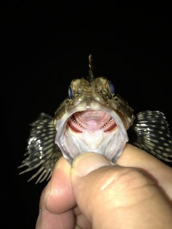 癒やしのガッシー2nd