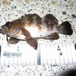 狙いのメバルはもう一つ