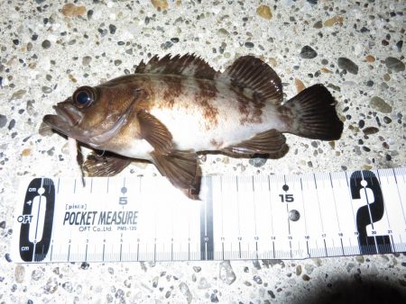 狙いのメバルはもう一つ