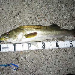 シーバス＆メバル