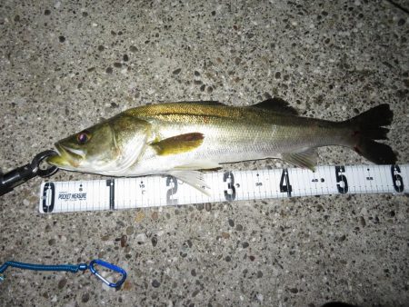 シーバス＆メバル