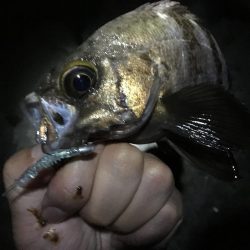 南風爆風メバリング!