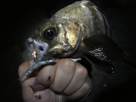 南風爆風メバリング!