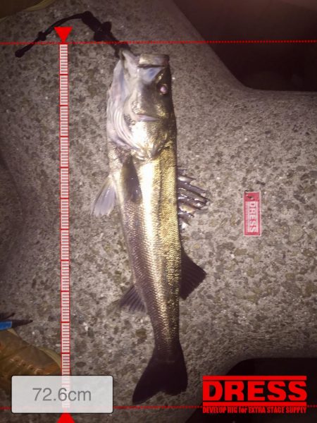 淀川シーバス調査