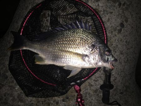 シーバス調査②