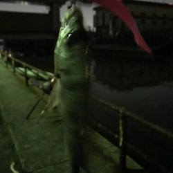 大潮につられて