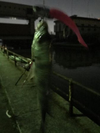 大潮につられて