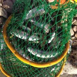 北田原マス釣り場にて