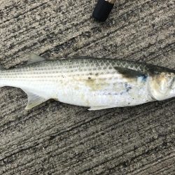 ボラ、ボラ、ボラ。