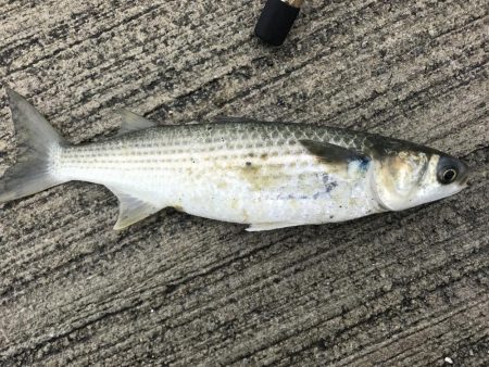 ボラ、ボラ、ボラ。