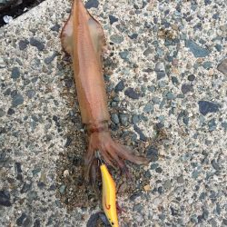 親アオリイカ狙い