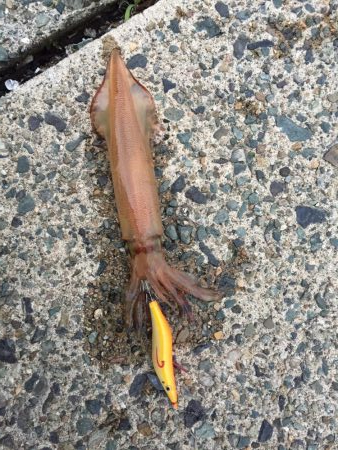 親アオリイカ狙い