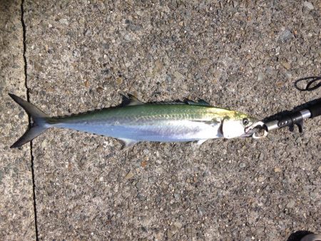 久々サゴちゃん