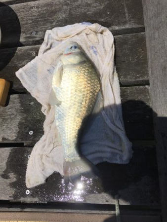 昼間は等々力緑地の管理釣り場で夜は多摩川の…