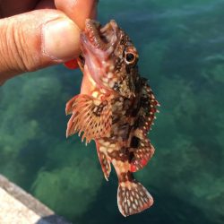 昼寝日和の波止場ビール♫