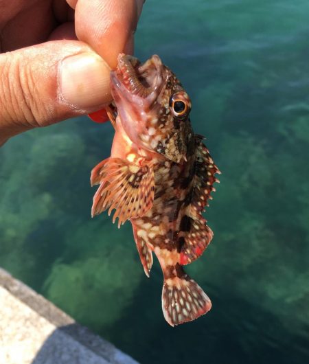 昼寝日和の波止場ビール♫