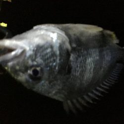 バチがダメならチニング！